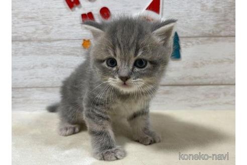 成約済の山梨県のスコティッシュフォールド-41036の5枚目
